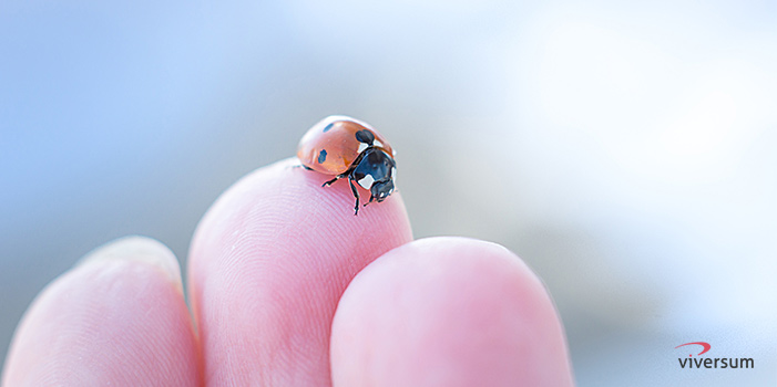 Krafttier Marienkäfer