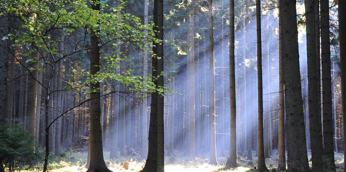 Mühlhiasls Prophezeiungen 